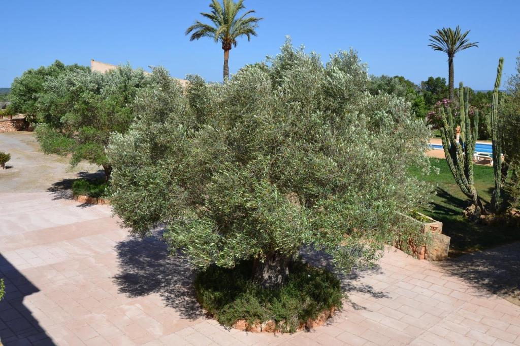 Landhaus Agroturismo Finca Son Sala Campos (Mallorca)